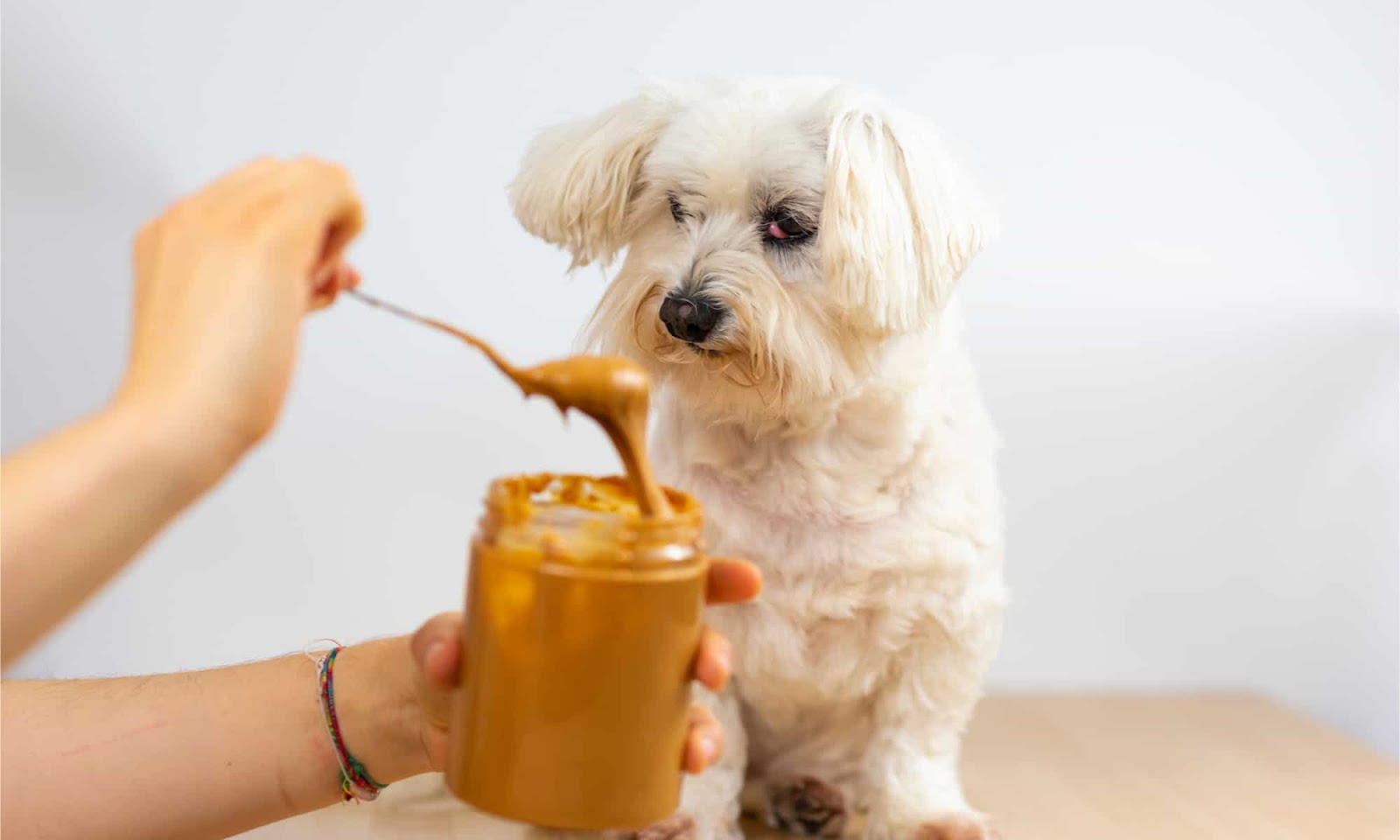 Quantidade recomendada de pasta de amendoim para cachorros