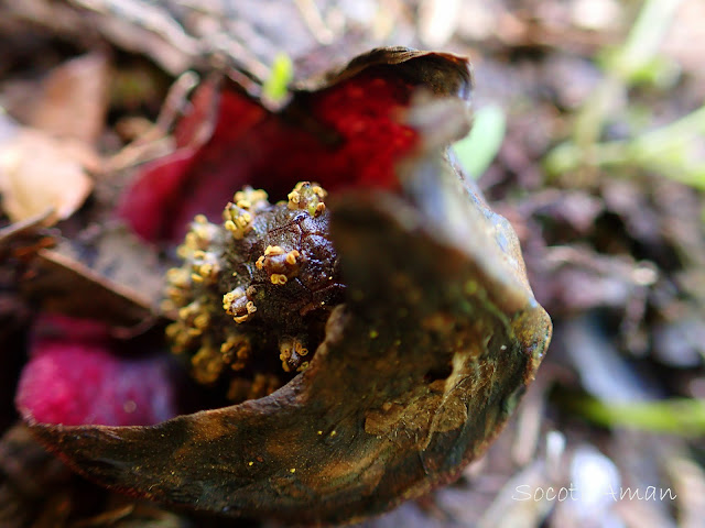 Symplocarpus nipponicus