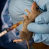 Bali LGA Worse Hit With Lassa Fever Outbreak In Taraba