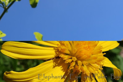 Colours of the Ukraine flag My clear blue sky and golden Euryops daisy