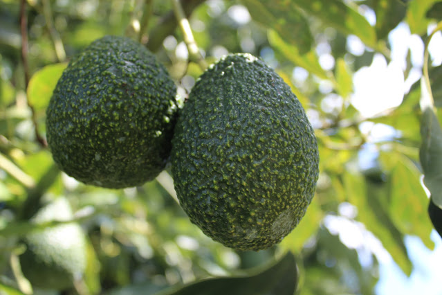 31 de julio, día internacional del aguacate. Sabor, nutrición y generador de empleos . 