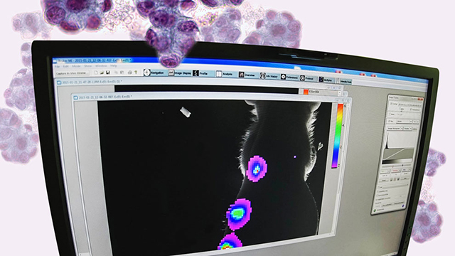 De esta forma, se puede reducir el número de animales usados para distintas pruebas científicas  Con la ayuda de un software específico, pueden detectar el crecimiento celular. Fotos: Erik Hubbard.