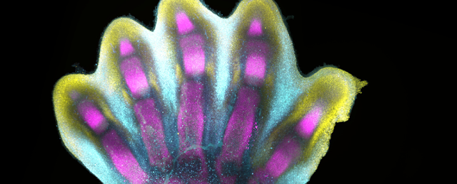 We've Finally Seen in Exquisite Detail How Human Fingers And Toes Grow