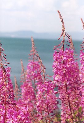 Кисти Epilobium angustifolium