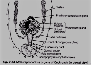 Reproductive System