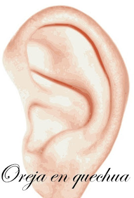 oreja