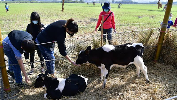 彰化乳牛節在田中望高瞭 田中鎮農會打造「米龍」慶百年