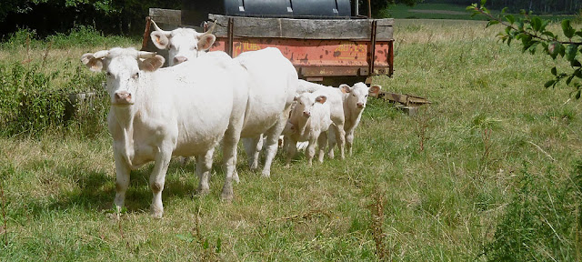 Charolais cows and calves, Indre et Loire, France. Photo by Loire Valley Time Travel.