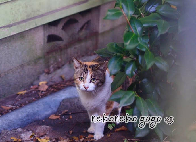 ねこ散歩で会った三毛猫さん