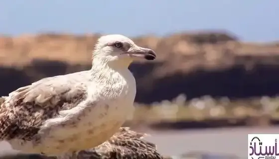 About-seagulls