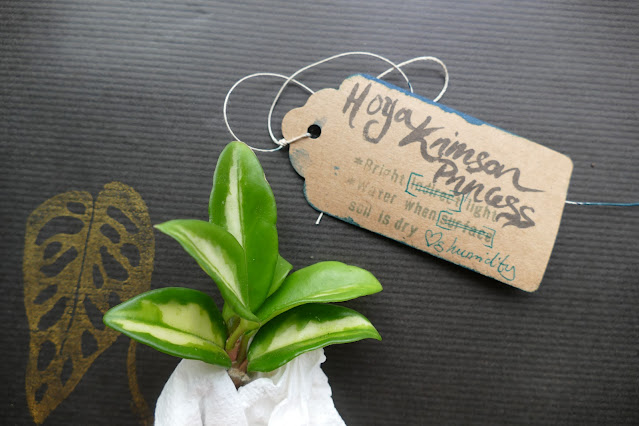 poppet plants review, houseplant gifts uk, plant lover gifts uk, best gift for plant lovers, mystery cuttings uk plants, plant cuttings mystery box