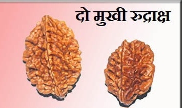 Rudraksha दो मुखी रुद्राक्ष धारण करने के लाभ और इसकी क्या है पहचान...