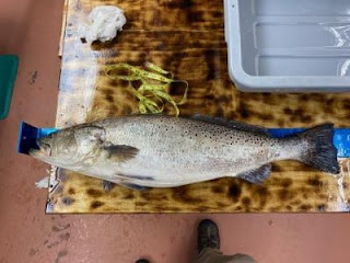 north carolina state record speckled trout