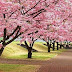 Five interesting facts about the typical Japanese tree, Sakura