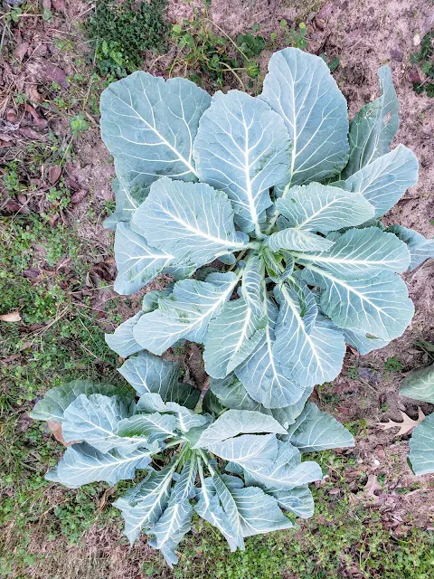 Winter Greens Garden at Miz Helen's Country Cottage