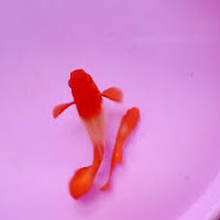 Ikan guppy red ear