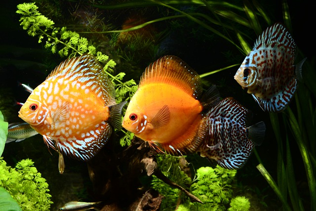 Sejarah Tentang Ikan Discus, Habitat serta Jenisnya