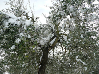 Neve, campagna toscana,