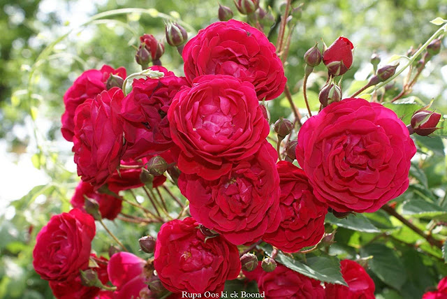गुलाब के फायदे, नुकसान, उपयोग और औषधीय गुण