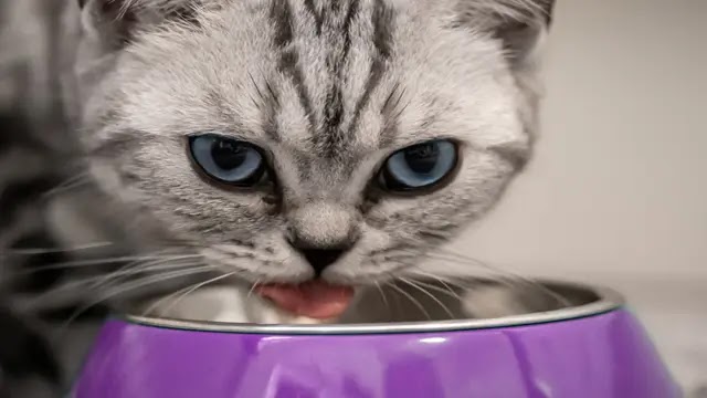 Wet Cat Food vs Dry Cat Food