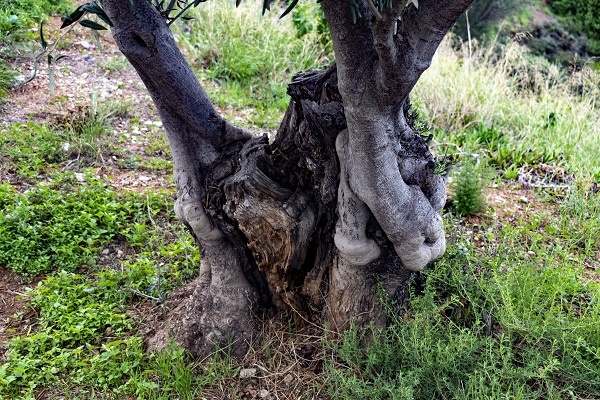 Fotografia de naturaleza