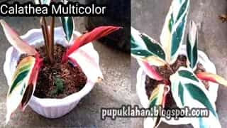 Calathea Multicolor