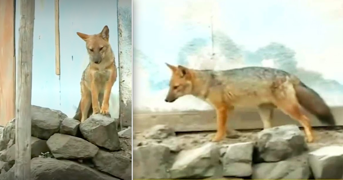 Family In Peru Buys Dog That Turns Out To Be An Andean Fox