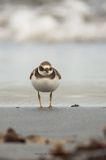 Wildlifefotografie Helgoland Düne Sandregenpfeifer