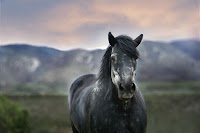 Black Horse Photo by Lisa Lyne Blevins on Unsplash