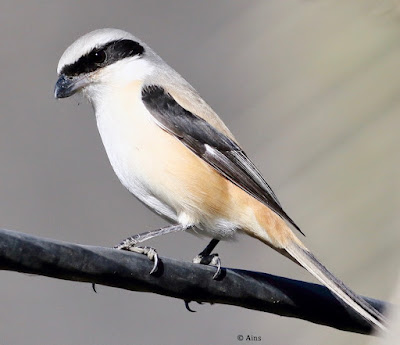 Long-tailed Shrike