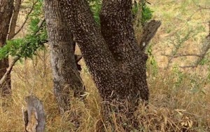 99% लोग इसमें छुपे तेंदुए को ढूंढ नहीं पाये | देखें ये तस्वीर There is a leopard in this picture