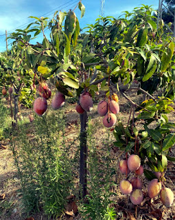 Mango tree with fruits image download