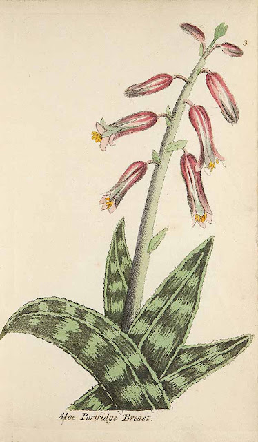 Aloes tygrysi, inaczej pstry (Aloe variegata) - opis, uprawa, pielęgnacja, pochodzenie, historia, nazwa
