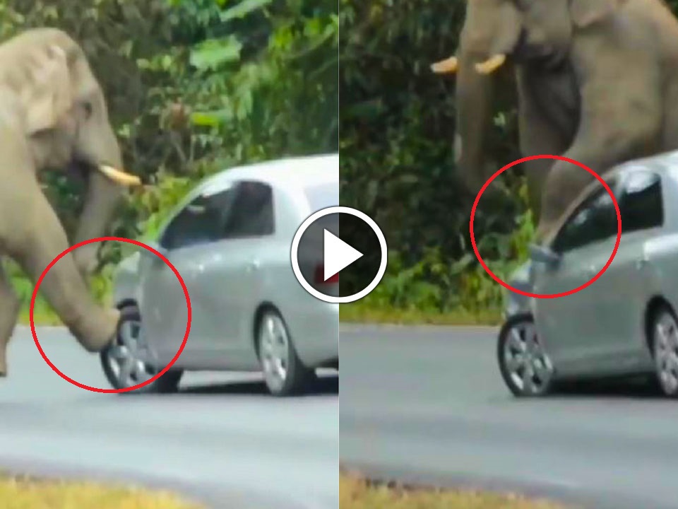 viral video of elephant attacks on a car