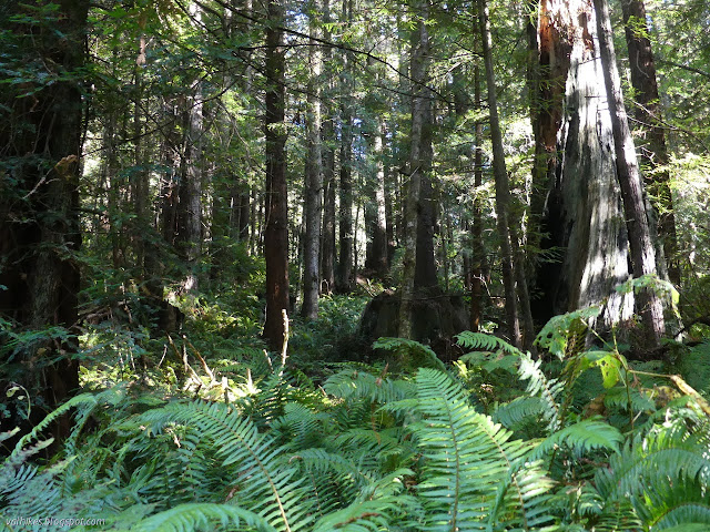 stumps and tall stumps and thin trees