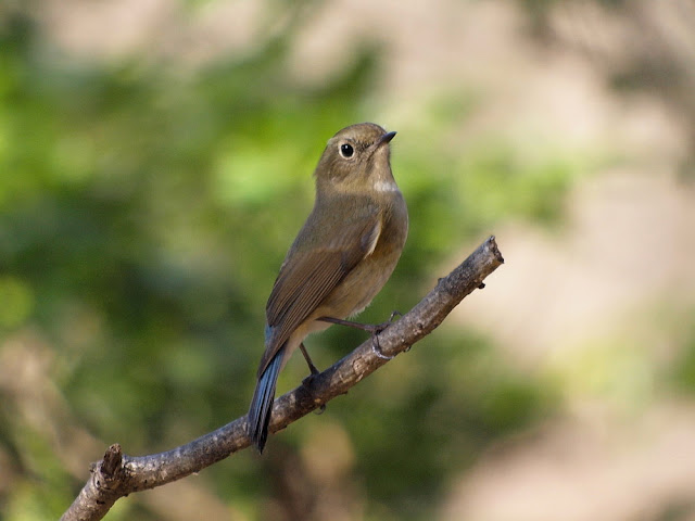 The Red-Flanked Bluetail: Winter's Songbird