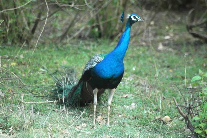 Bandhavgarh National Park India