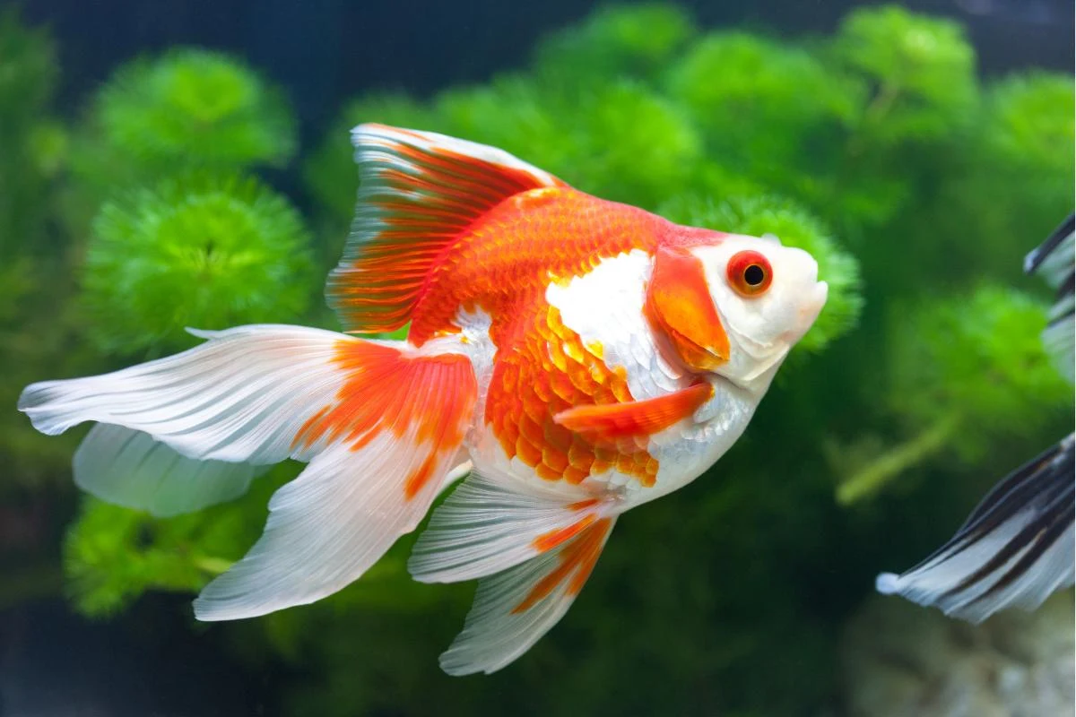 Ikan Hias Mas Koki/Goldfish (Carassius auratus auratus) - Ikanhiasku.net