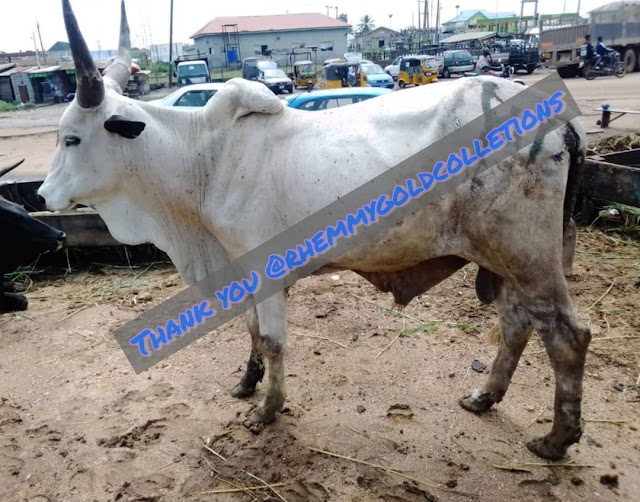 Another Obi Cubana: Iyabo Ojo friends gifts her cows, drinks, cash ahead of her mom's burial (Video/photos)