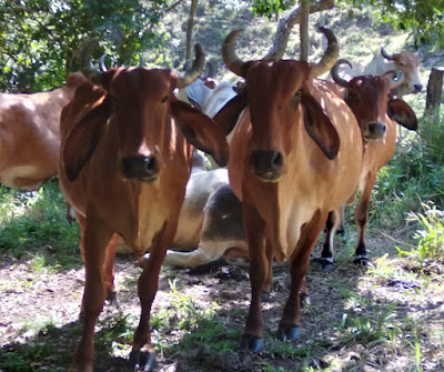El cruzamiento de bovinos consiste en el apareamiento de animales de razas distintas buscando objetivos