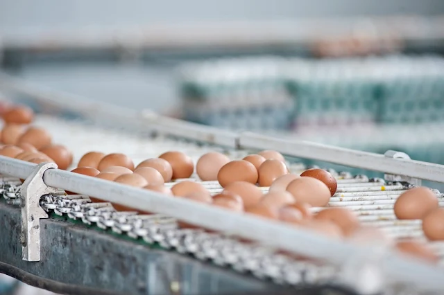 Filipino Consumers Want Food Companies to Use Only Cage-Free Eggs