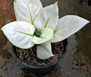 aglonema super white