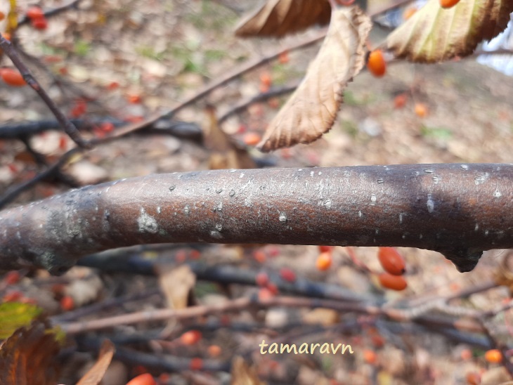 Мелкоплодник ольхолистный / Рябина ольхолистная (Micromeles alnifolia, =Sorbus alnifolia)