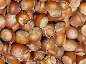 Hazelnut is a Sanskrit descendant of the Hazel forest.