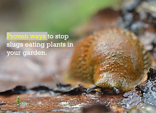 How to Stop Slugs from Eating Plants - how to stop slugs eating plants