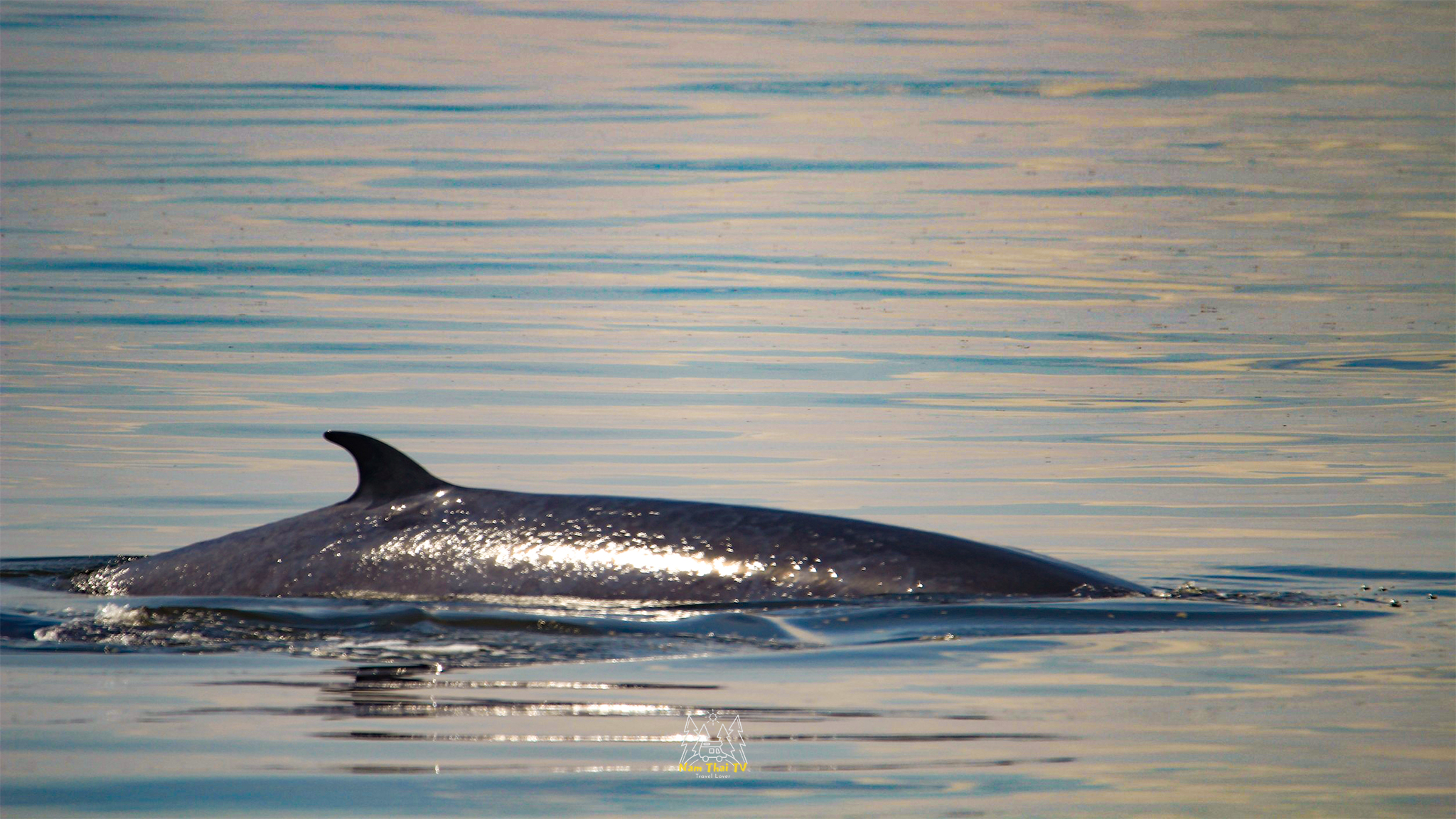 Trải nghiệm ngắm cá voi Bryde hiếm hoi sắp tuyệt chủng ở vịnh Thái Lan