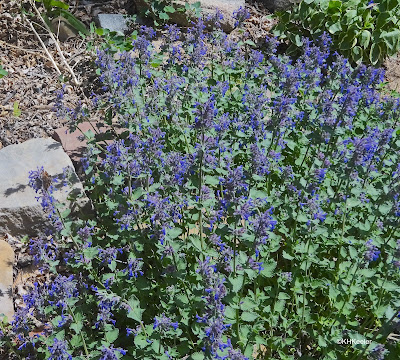 patch of eastern catmint, blooming