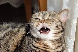 BAGAIMANA MENJAGA KUCING SELSEMA DAN JENIS UBAT