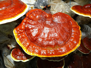 Red Reishi mushrooms and Brain Health