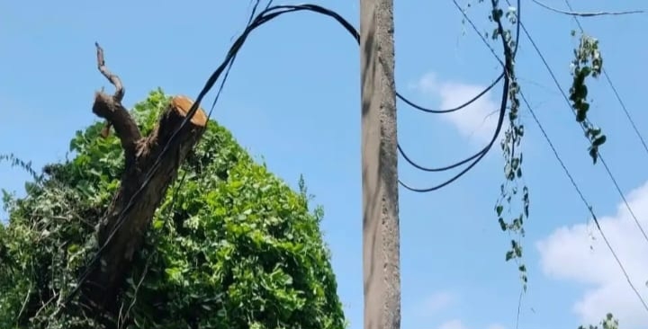 News :बिजली लाइन पर गिरा पेड़: लाइनमैन ने पेड़ हटाकर तार की मरम्मत की, आपूर्ति बहाल